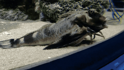 A fish resting on the sandy bottom of an aquarium tank